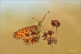 <p>PERLEŤOVEC DVANÁCTITEČNÝ (Boloria selene) ---- /Small pearl-bordered fritillary - Braunfleckiger Perlmutterfalter/</p>